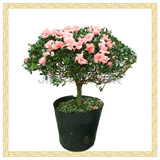 Azalea (80cm) 杜鹃花