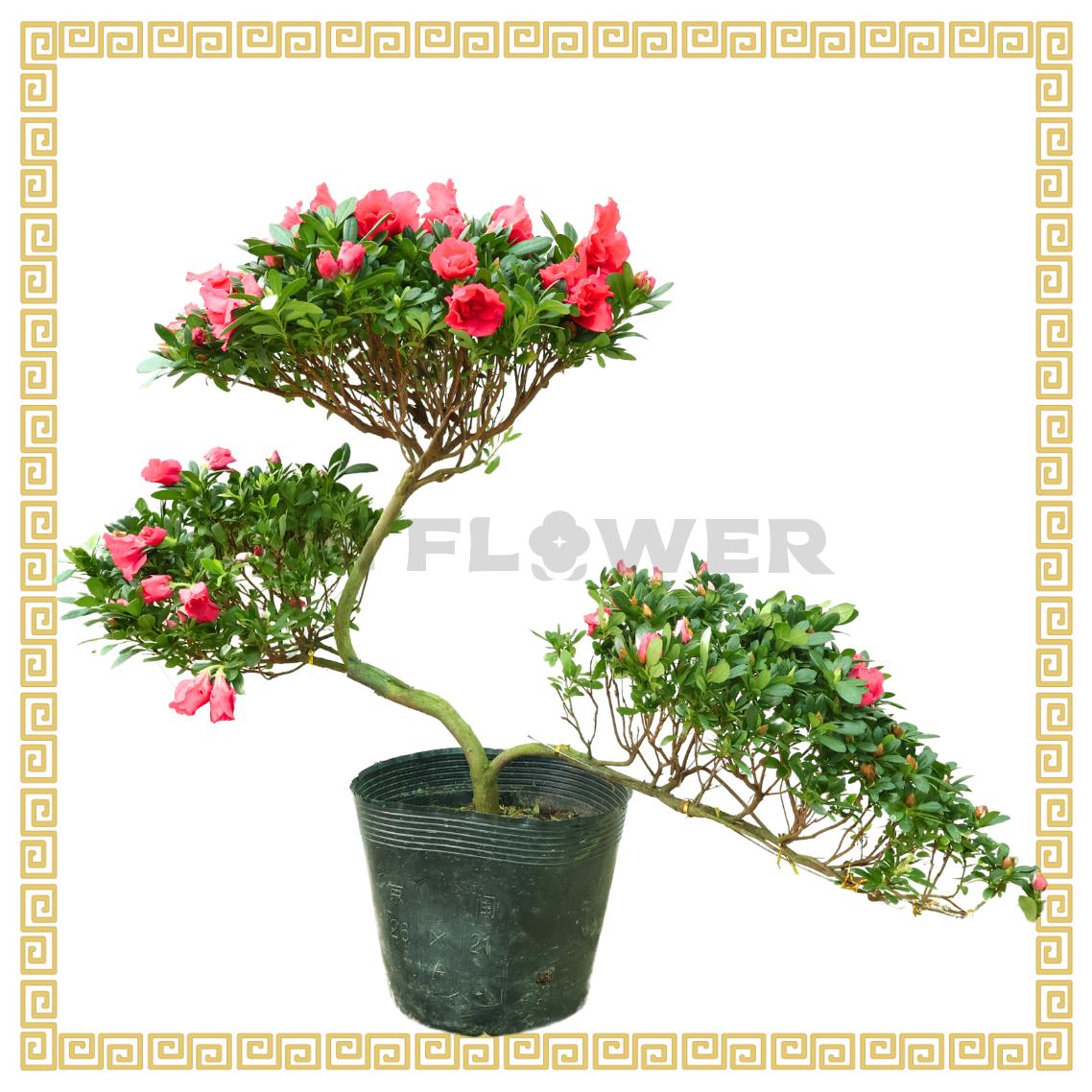 Azalea Bonsai 杜鹃花