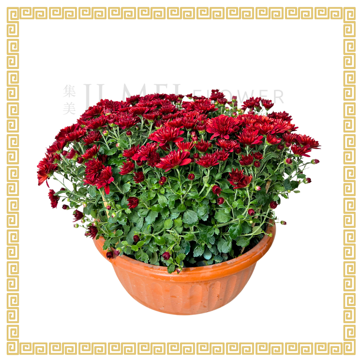 Baby Breath Chrysanthemum 205