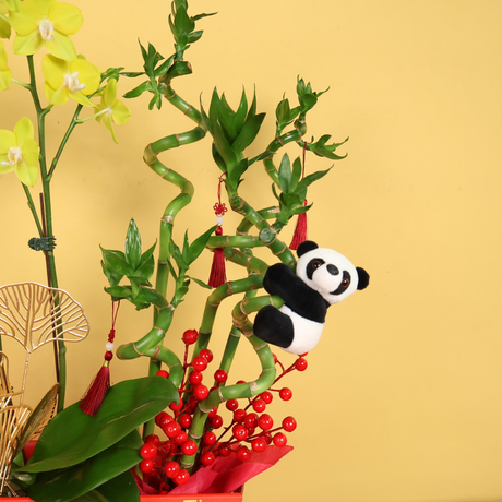 Bamboo Royale (1 Double Stalk) - Orchid Phalaenopsis