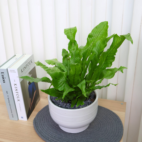 Asplanium Nidus (Bird's Nest Fern) in Ceramic Pot