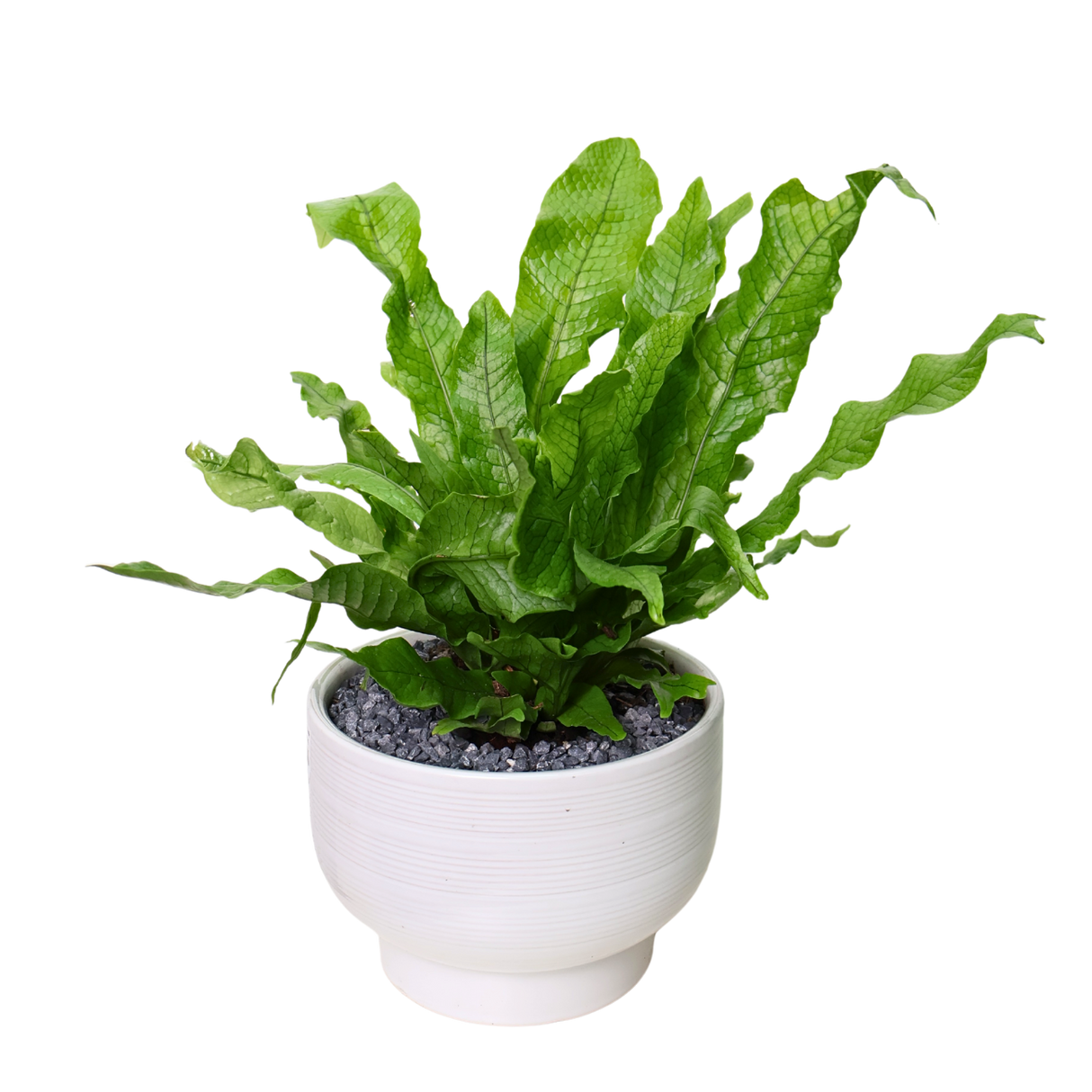 Asplanium Nidus (Bird's Nest Fern) in Ceramic Pot