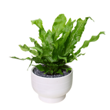 Asplanium Nidus (Bird's Nest Fern) in Ceramic Pot