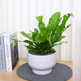 Asplanium Nidus (Bird's Nest Fern) in Ceramic Pot