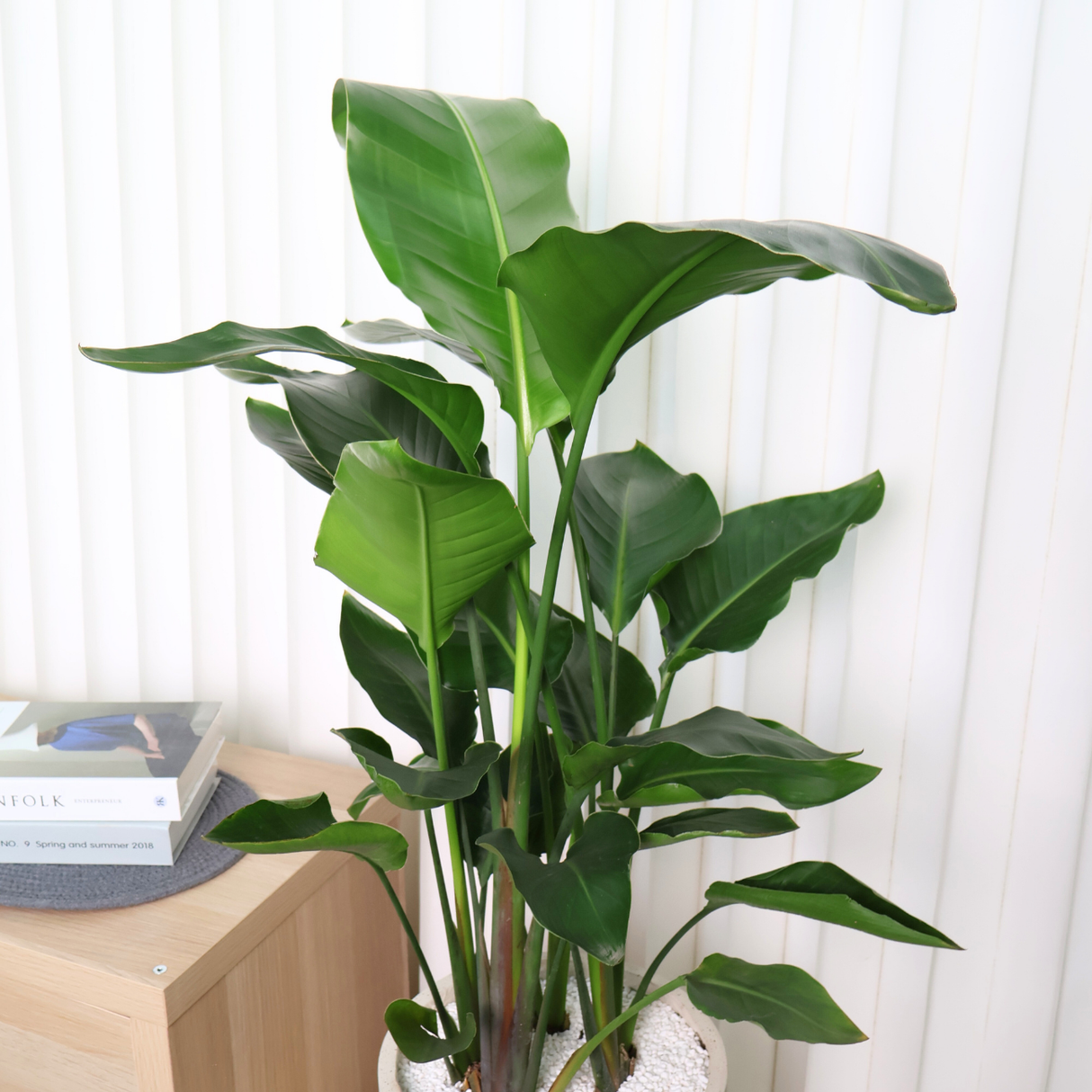 Bird of Paradise in Ceramic Pot