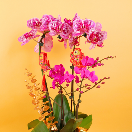 Blissful Petals (1 Double & 2 Single Stalks) - Orchid Phalaenopsis