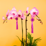 Blush Orchid (2 Single Stalks) - Orchid Phalaenopsis