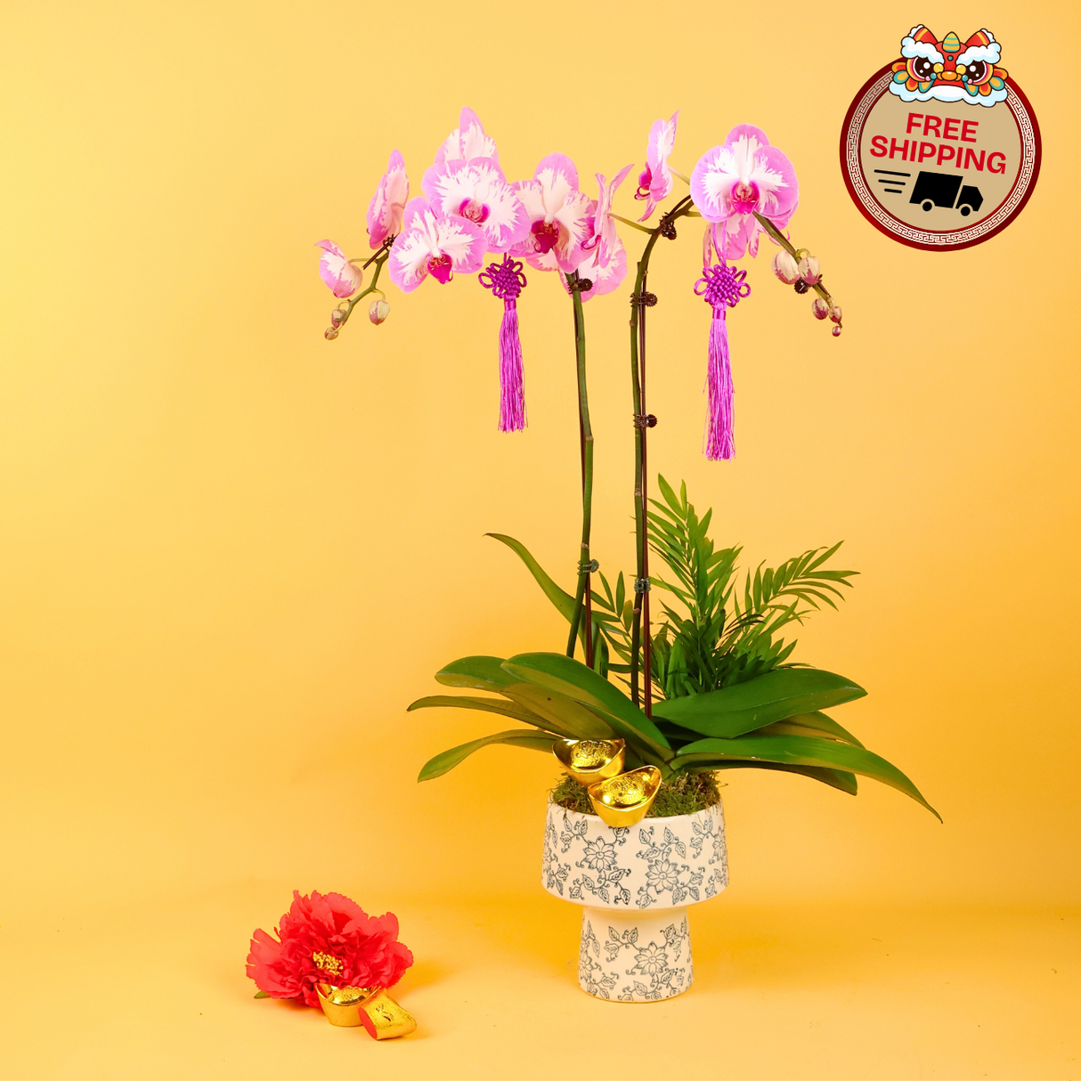 Blush Orchid (2 Single Stalks) - Orchid Phalaenopsis