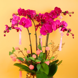 Blush Serenity (5 Single Stalks) - Orchid Phalaenopsis