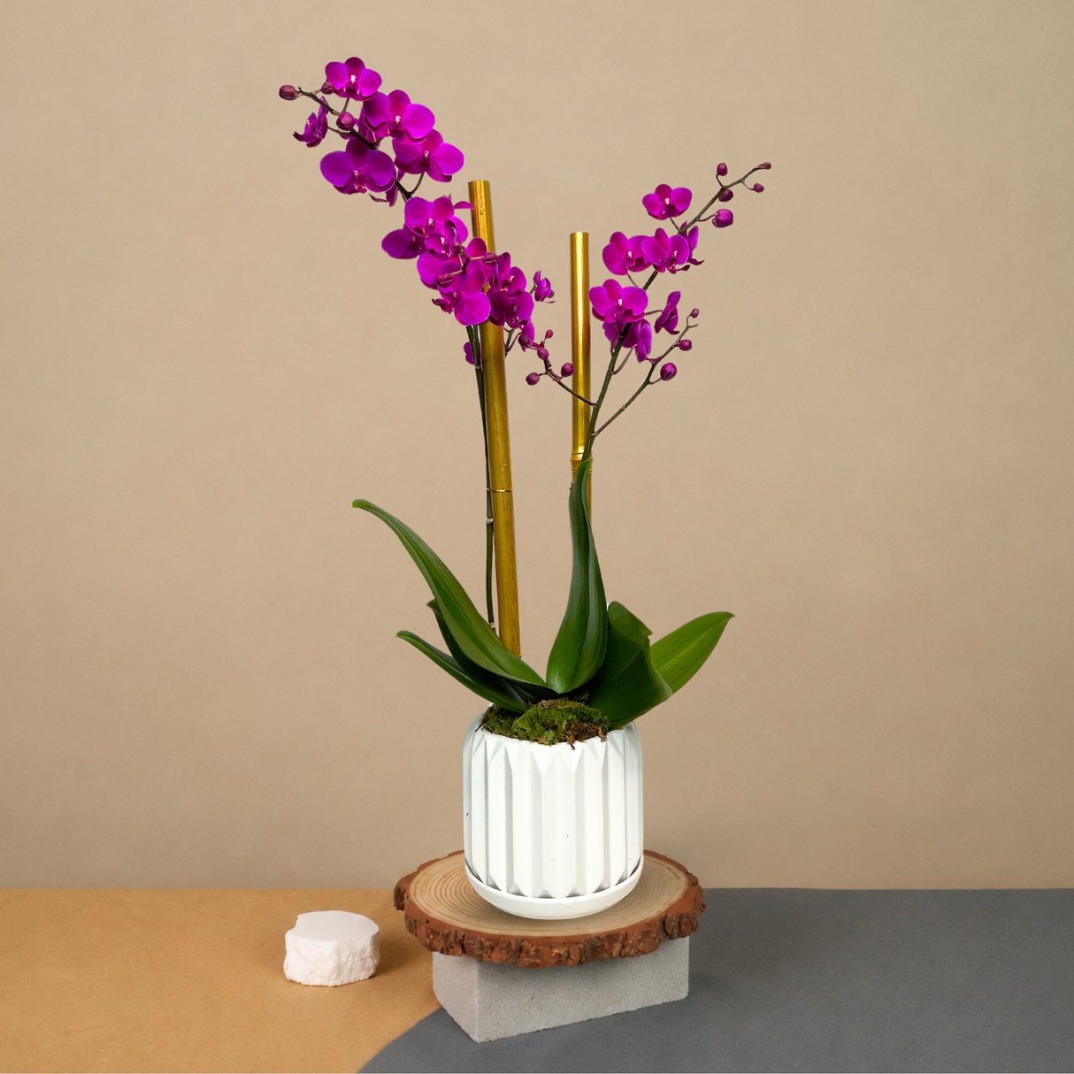 Botanical Dream (1 Double Stem) - Orchid Phalaenopsis
