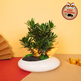 Abundance Joy - CNY Plant