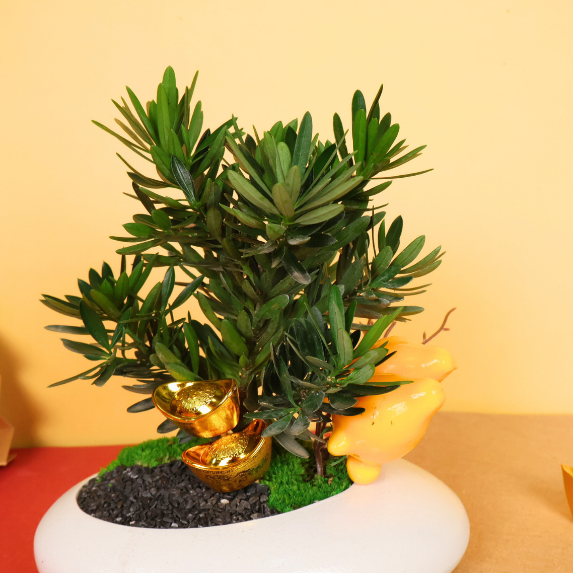 Abundance Joy - CNY Plant