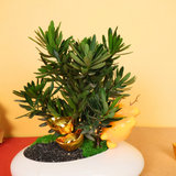 Abundance Joy - CNY Plant