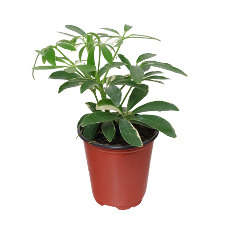 Schefflera Variegated