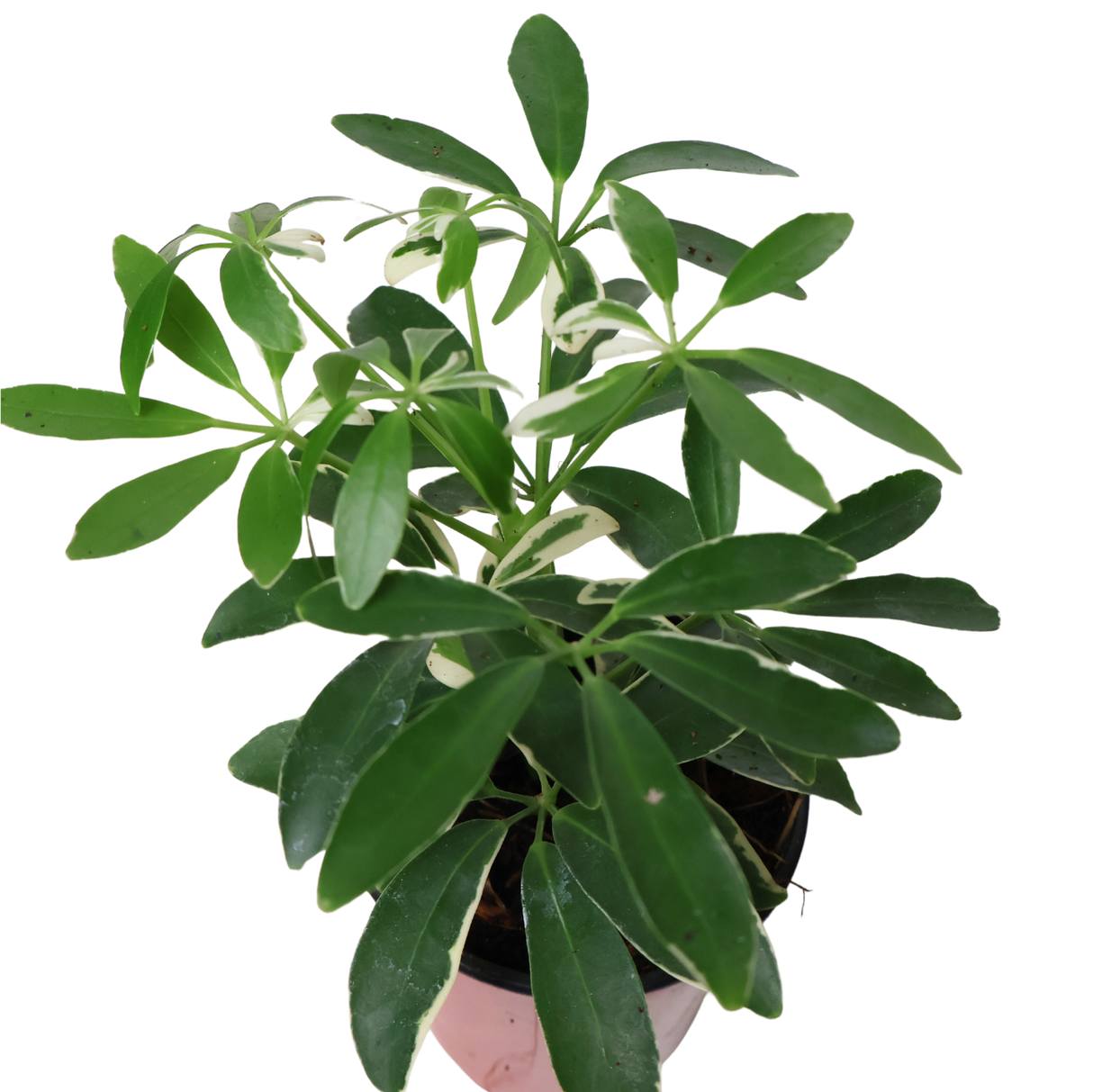 Schefflera Variegated