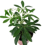 Schefflera Variegated