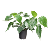 Boutique Plant 25