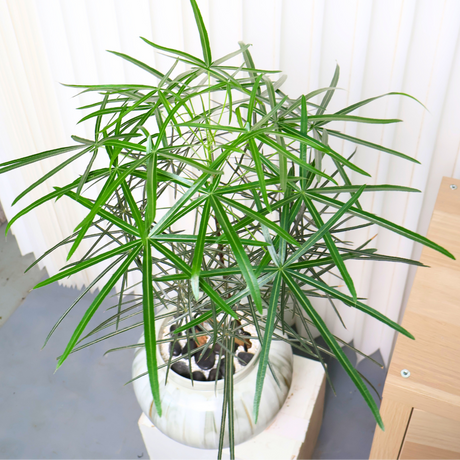 Brachychiton Rupestris (Bottle Tree) in Ceramic Pot