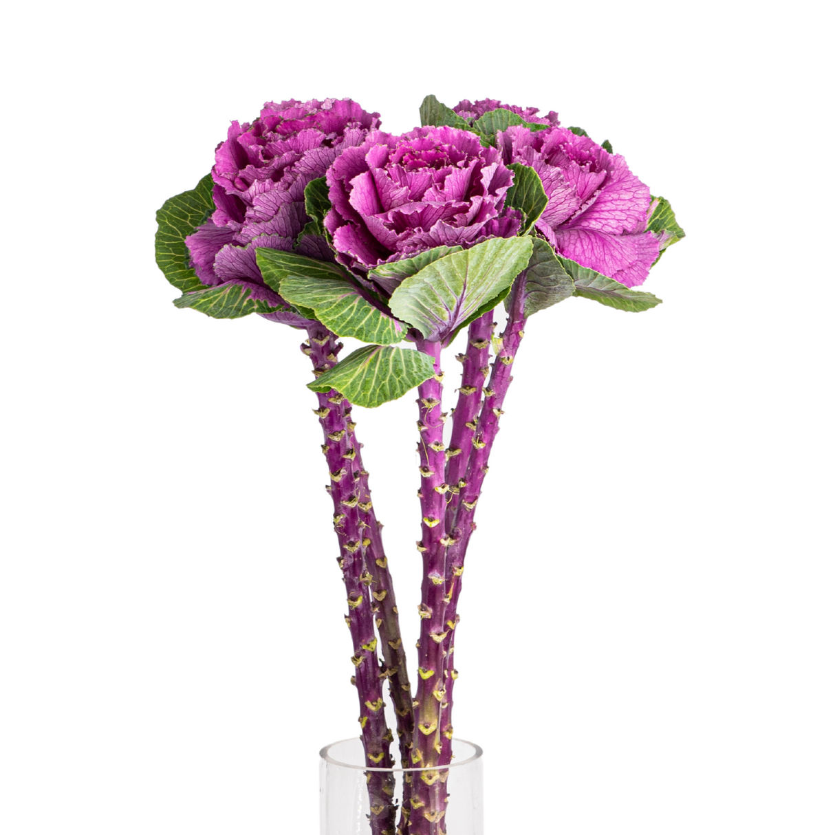Brassica Purple (Holland)