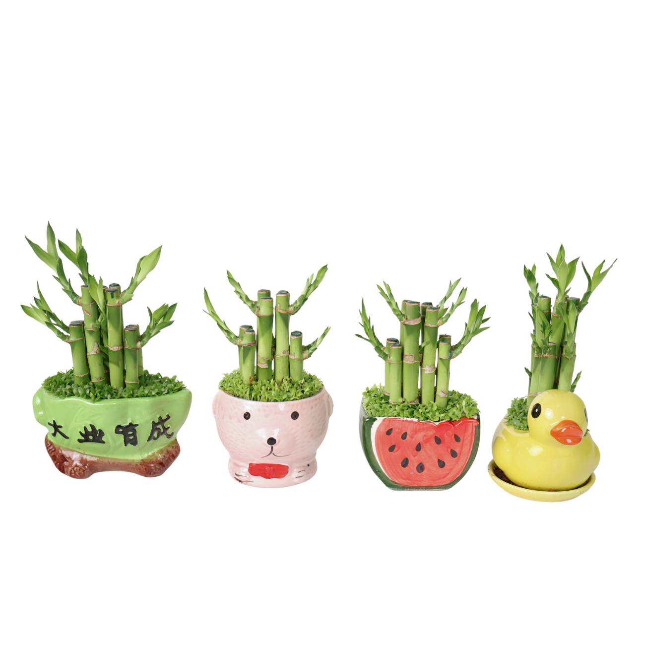 lucky bamboo singapore CNY Lucky Bamboo Plant - Assorted