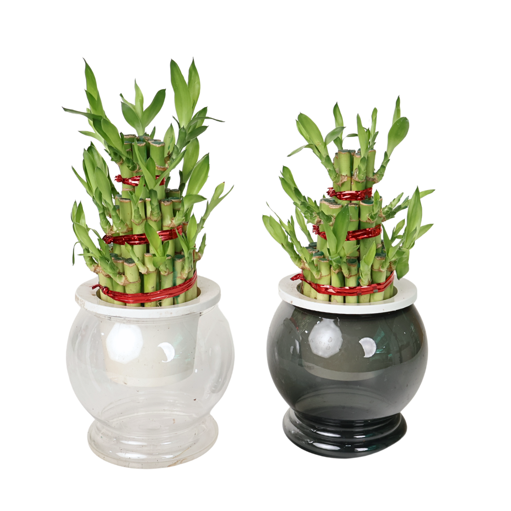hydroponic lucky bamboo CNY Hydroponic Lucky Bamboo Plant - Assorted