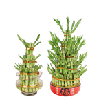 Lucky Bamboo Tower Undecorated (3/5 Layers)