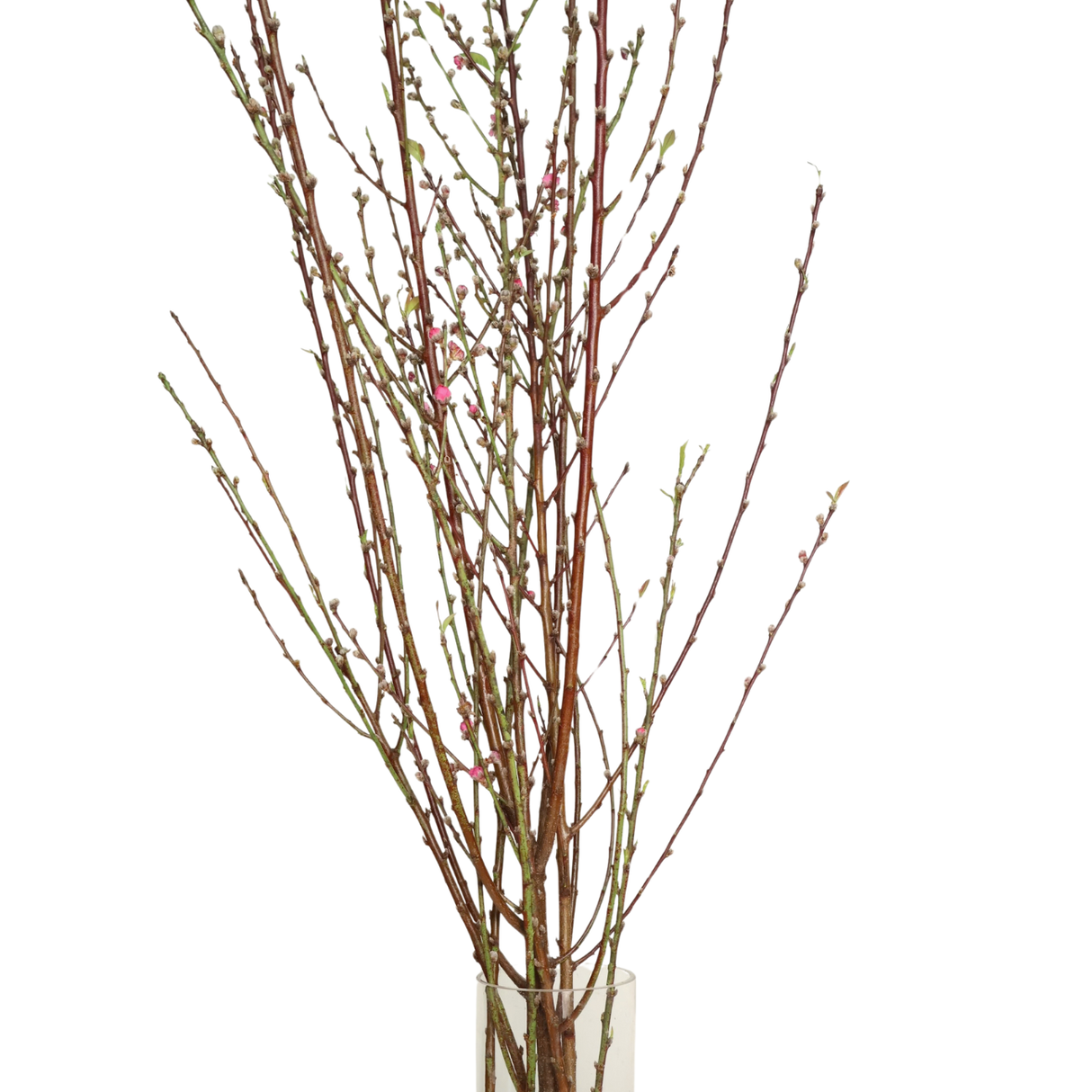 Cherry Blossom (China)