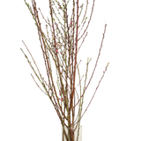 Cherry Blossom (China)