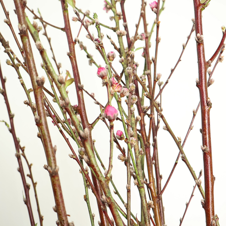 Cherry Blossom (China)