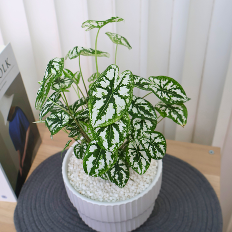 Caladium Bicolor (Caladium White Christmas) in Ceramic Pot