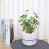 Caladium Bicolor (Caladium White Christmas) in Ceramic Pot