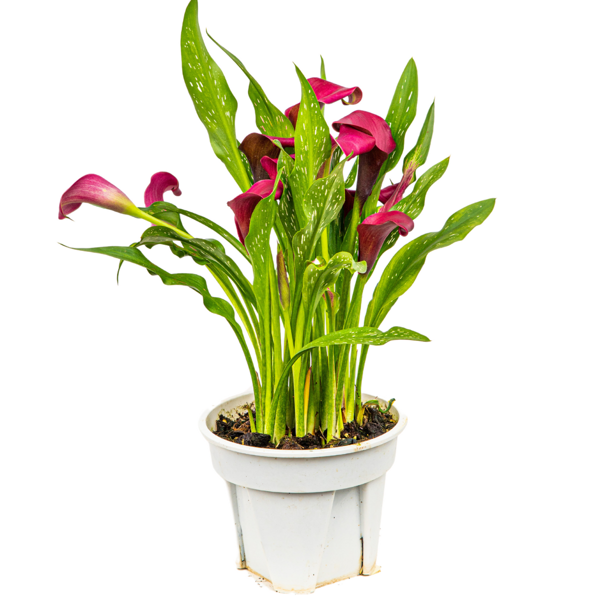 Calla Lily Plant 15cm Pot