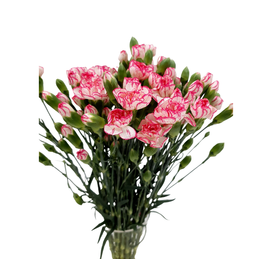 Carnation Collection Fresh Cut Carnations for Sale | Bulk & Wholesale Carnations Delivery