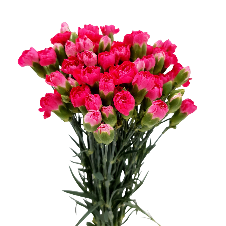 Fresh Cut Carnations for Sale | Bulk & Wholesale Carnations Delivery