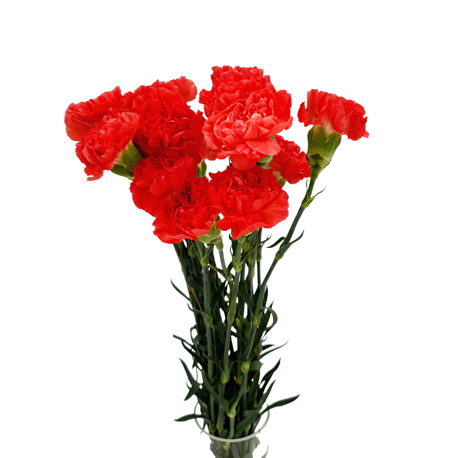 Carnation (Turkey)