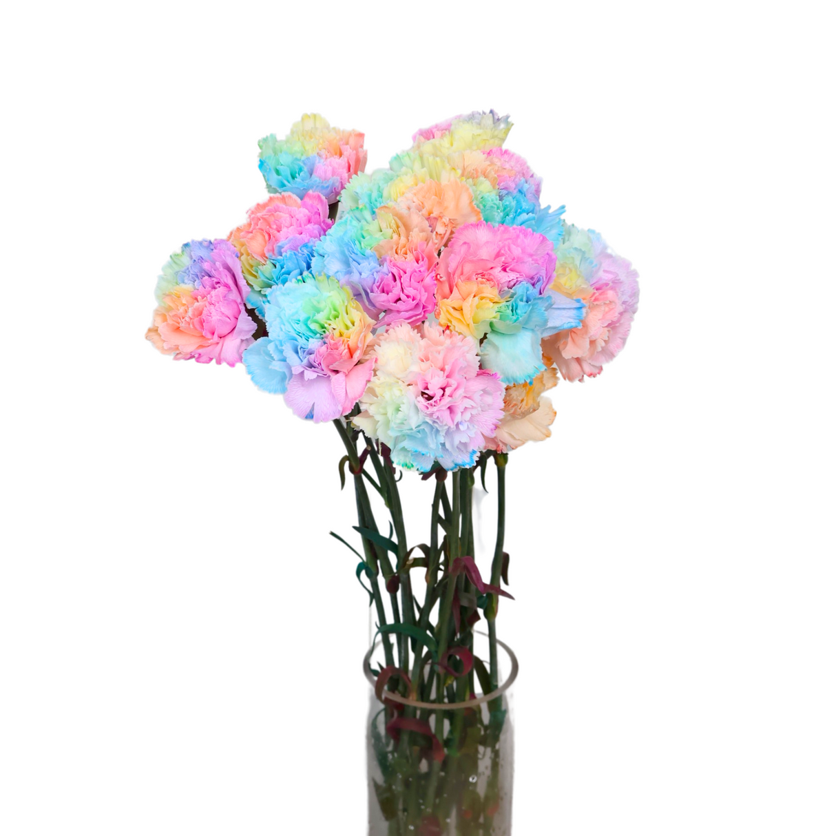 Carnation Rainbow Color (China)