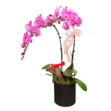 Celeste Orchid (2 Single Stalk) - Orchid Phalaenopsis