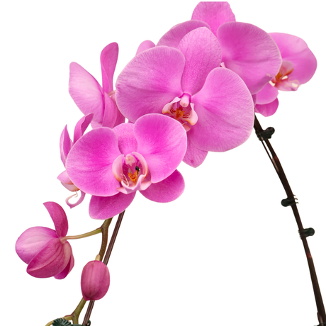 Celeste Orchid (2 Single Stalk) - Orchid Phalaenopsis