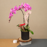 Celeste Orchid (2 Single Stalk) - Orchid Phalaenopsis