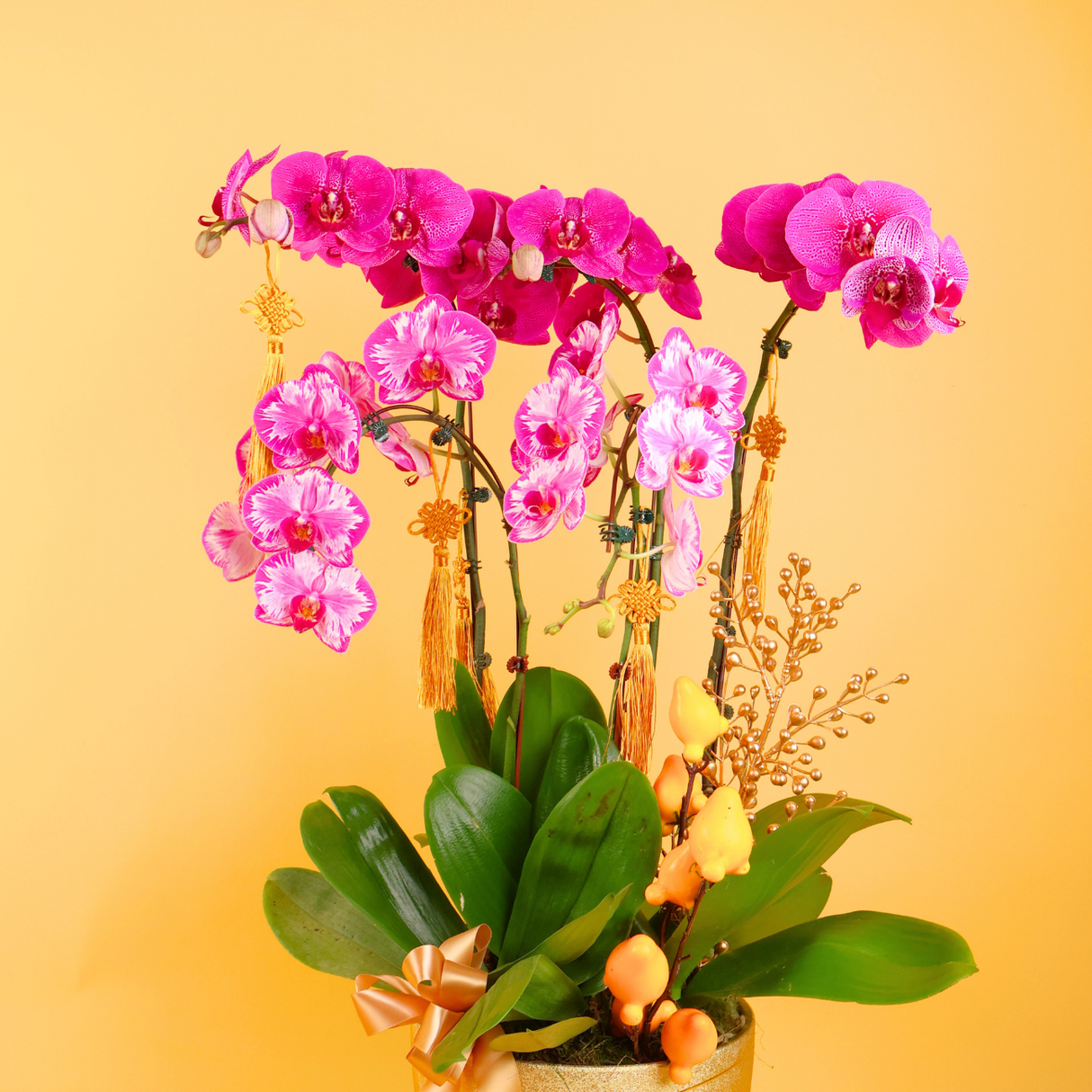 Celestial Luck (5 Single Stalks) - Orchid Phalaenopsis