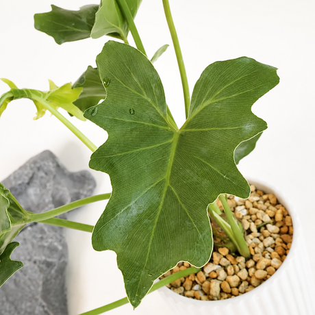 Philodendron (喜林芋) in Ceramic Pot