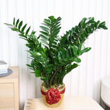 Zamioculcas Zamiifolia (ZZ Plant 金钱树) in Ceramic Pot