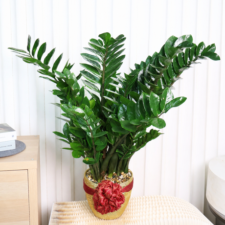 Zamioculcas Zamiifolia (ZZ Plant 金钱树) in Ceramic Pot