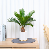 Cycas Revoluta (Sago Palm) in Ceramic Pot
