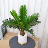 Cycas Revoluta (Sago Palm) in Ceramic Pot