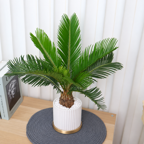 Cycas Revoluta (Sago Palm) in Ceramic Pot