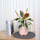 Ficus Elastica ‘Tineke’ (Variegated Rubber Plant) in Ceramic Pot