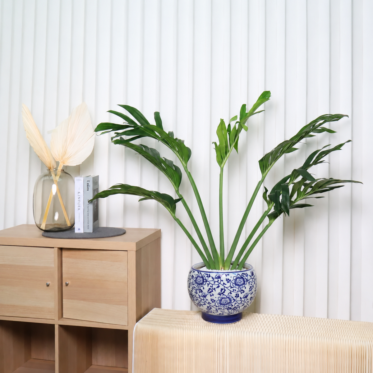 Monstera Siam (龟背竹) in Ceramic Pot