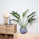Monstera Siam (龟背竹) in Ceramic Pot