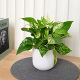Money Plant (Variegated) in Ceramic Pot (30cm)